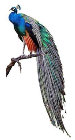 image025.jpg